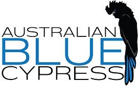 Australian Blue Cypress